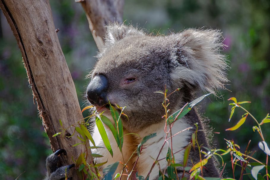 koala, marsupial, animal, wildlife, australian, mammal, gum leaves, eucalyptus, eating, animal themes