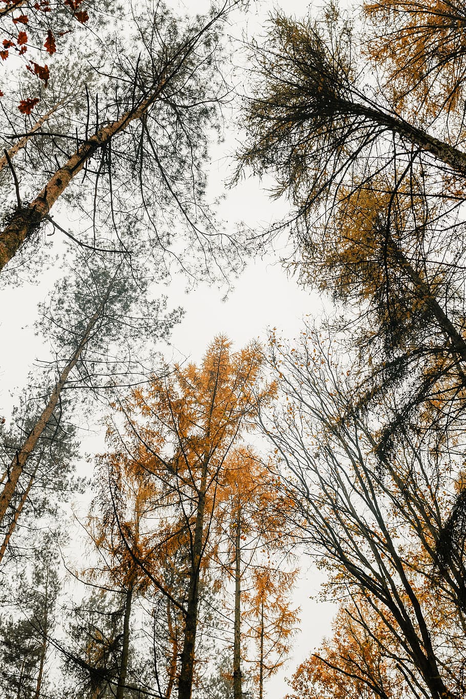 outono, andar, floresta, nevoeiro, tempo, novembro, bosques, árvore, vista de ângulo baixo, plantar