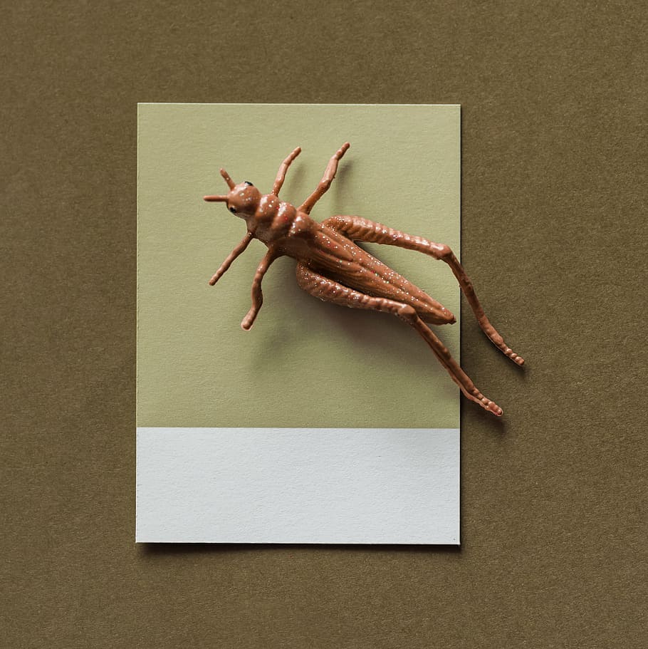 abstract, brown, bug, card, colorful, concept, creative, decoration, figure, fun
