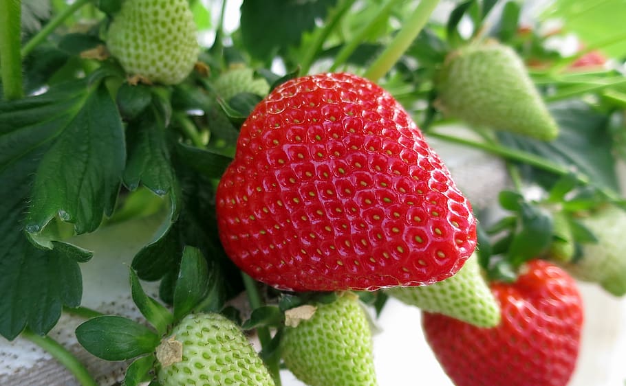 strawberry, strawberries, fruit, food, red, sweet, delicious, ripe, healthy, fresh