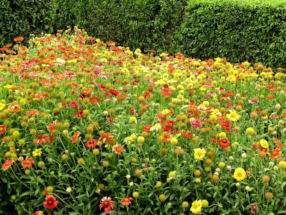 attractive, view, flowerbed, park, flowers, fragrant, beautiful, green, garden, nature