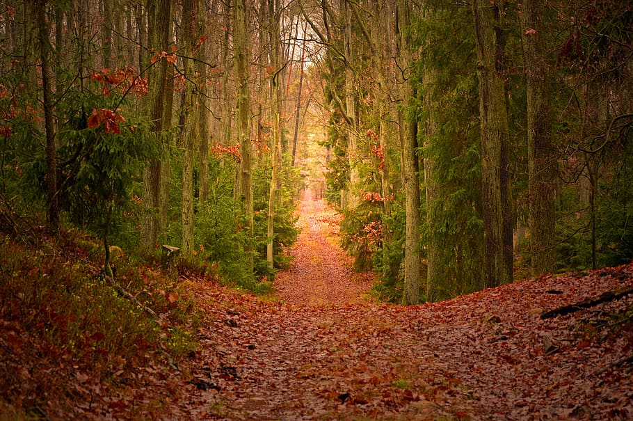 floresta, floresta mista, árvores, natureza, outono, paisagem, luz, segredo, místico, distância