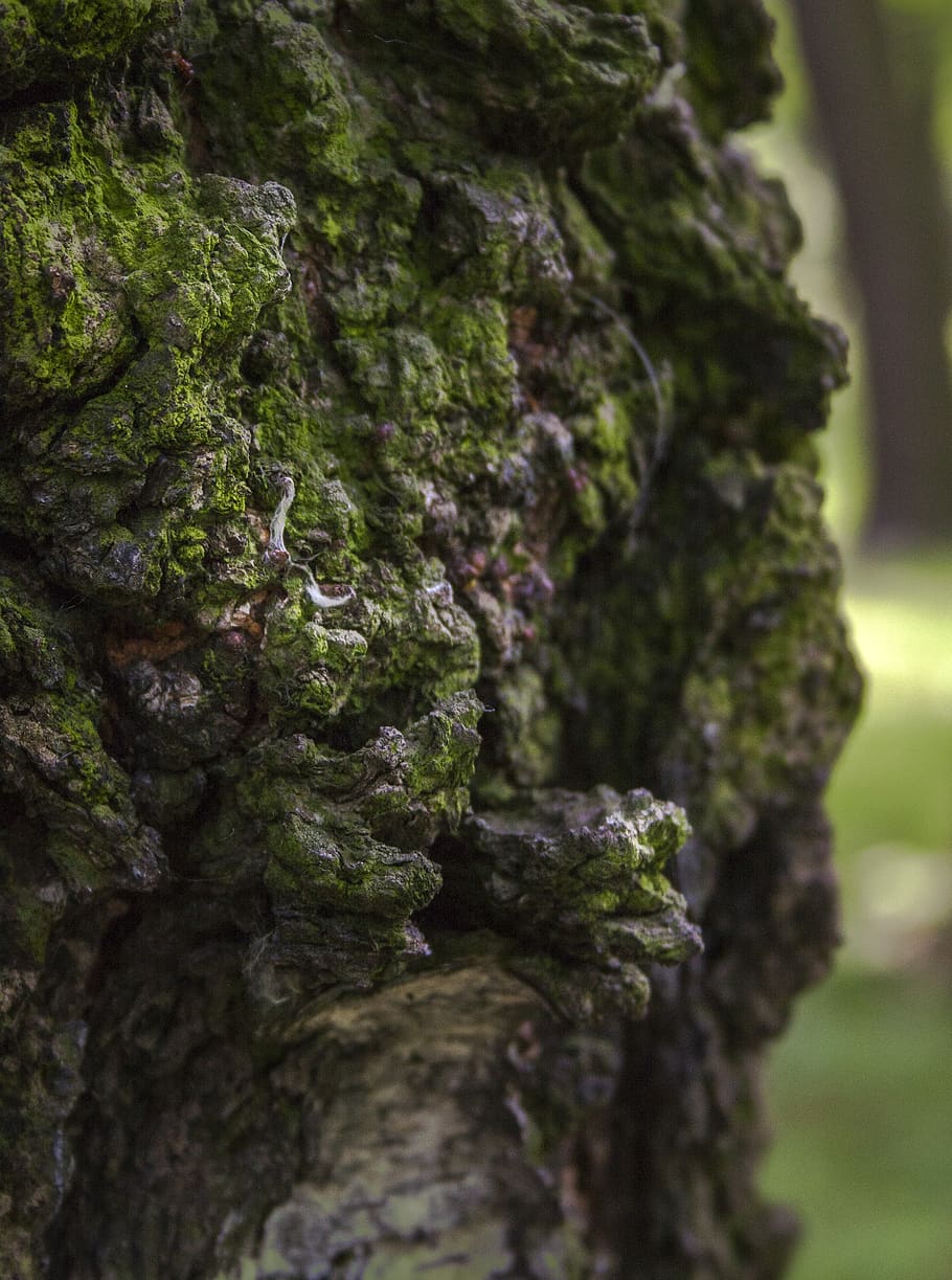 link, reviews, manipulation, nature, details, the bark, tree, closeup, macro, forest