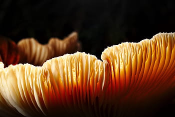 forest-mushroom-close-up-disc-fungus-royalty-free-thumbnail.jpg