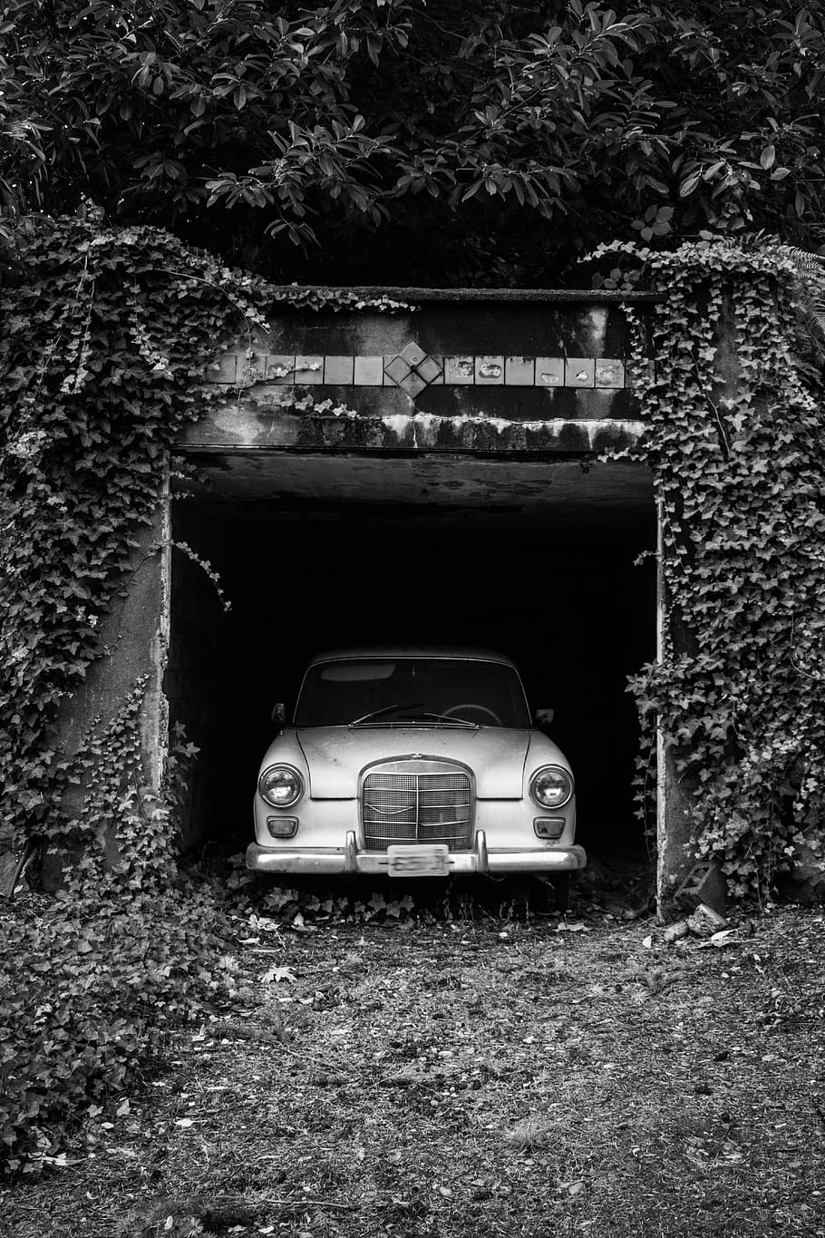 vehicle, transportation, plant, ivy, garage, mercedes benz, old, old fashioned, classic, classic car