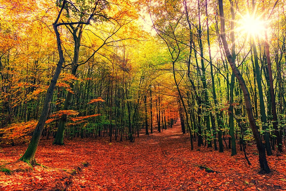 autumn, away, leaves, colorful, sun, nature, forest, landscape, path, mood