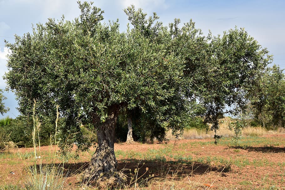 olive tree, olive field, mediterranean, agriculture, olive grove, nature, vegetation, green, field, olive planting