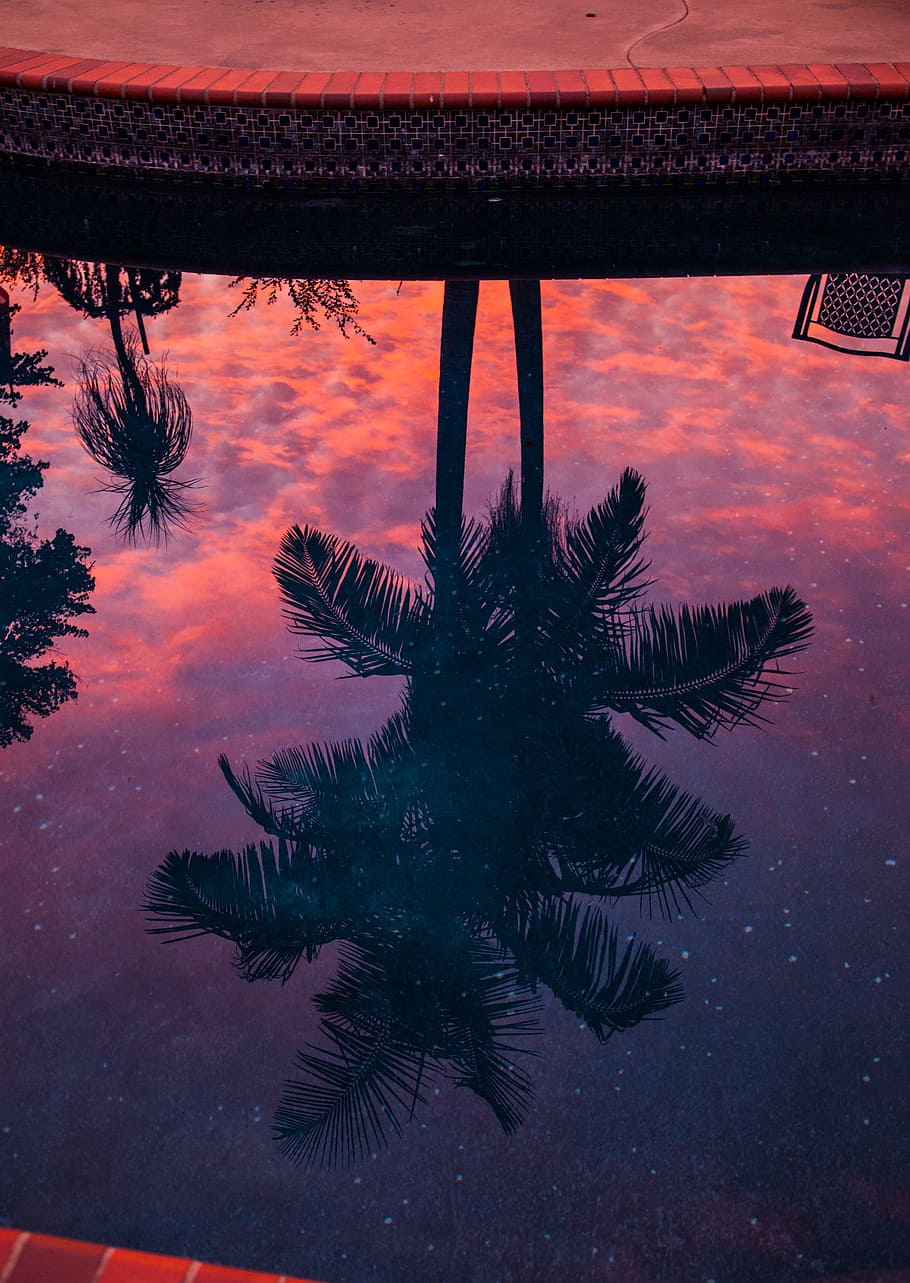 palmera, reflejo, piscina, viaje, rojo, puesta de sol, agua, cielo, árbol, planta