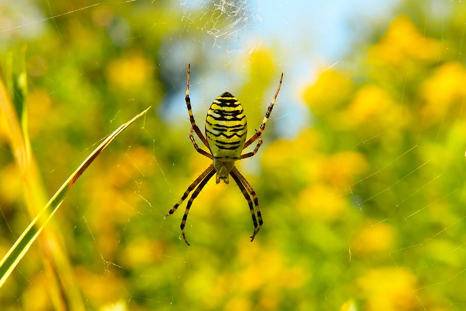 tygrzyk paskowany, arachnid, insect, spider's web, animals, invertebrates, arthropods, at the court of, nature, closeup