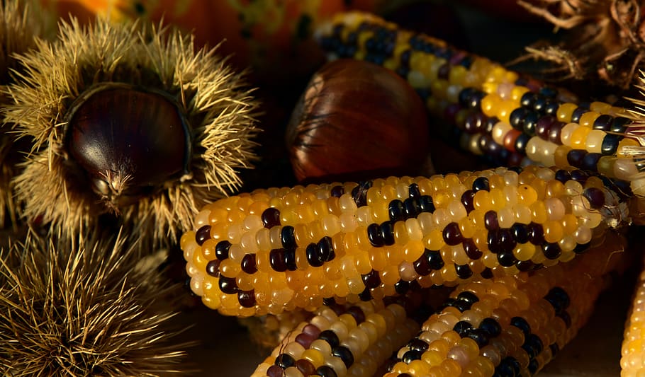 autumn, autumn fruits, decoration, corn, ornamental corn, chestnut, maroni, sweet chestnuts, close up, grainy