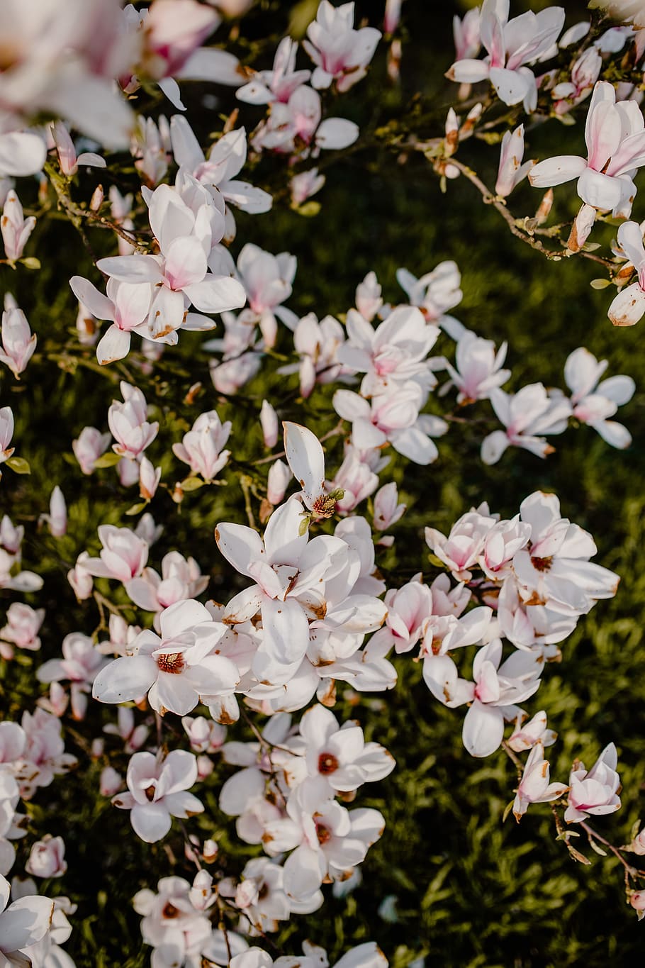 árbol de magnolia, floración, flores, jardín, encantadora, floral, rosa, primavera, flor, abril