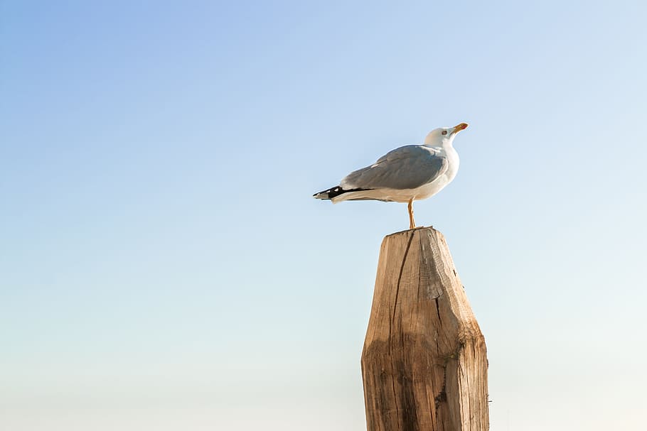 seagull, standing, wood, clear, blue, sky, background, bird, animal, animal wildlife