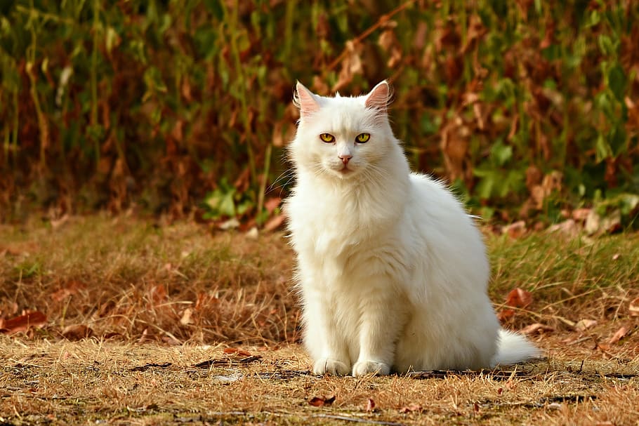 cat, white, animal, mammal, feline, sitting, looking, fur, whisker, pet