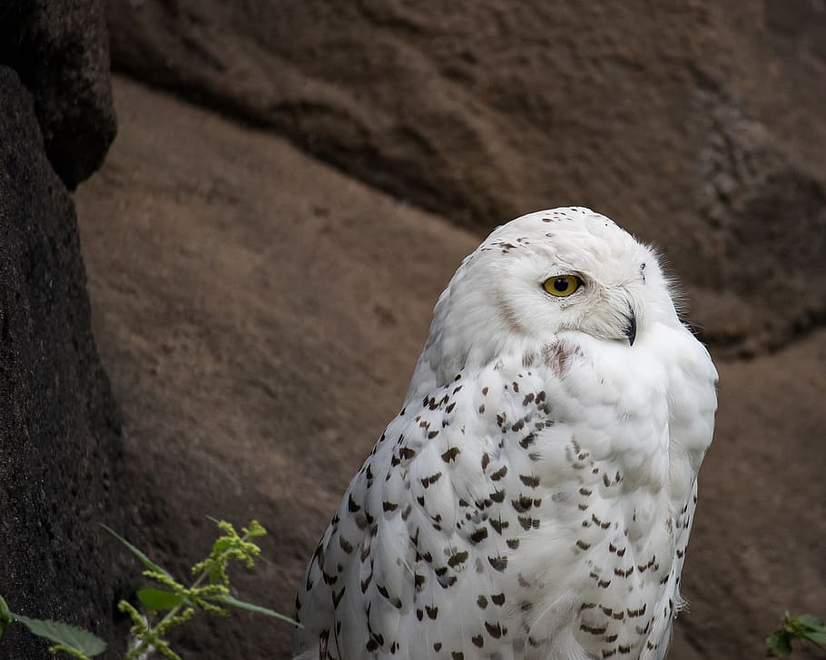 snowy owl, owl, bird, animal, animal world, nature, white, enclosure, zoo, zoo berlin