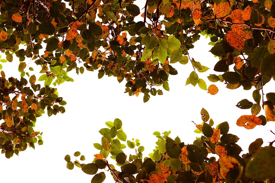 tree, leaf, autumn, plant, sky, plant part, growth, low angle view, beauty in nature, nature