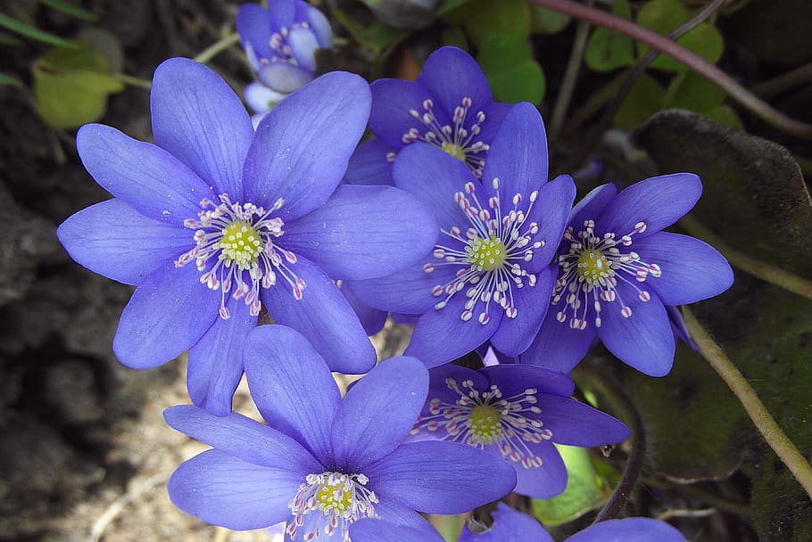 przylaszczki, common, jaskrowate, anemone, flowers, violet, nature, plant, the delicacy, blooming