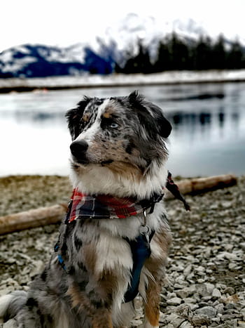 australian-shepherd-mountains-pond-snow-royalty-free-thumbnail.jpg