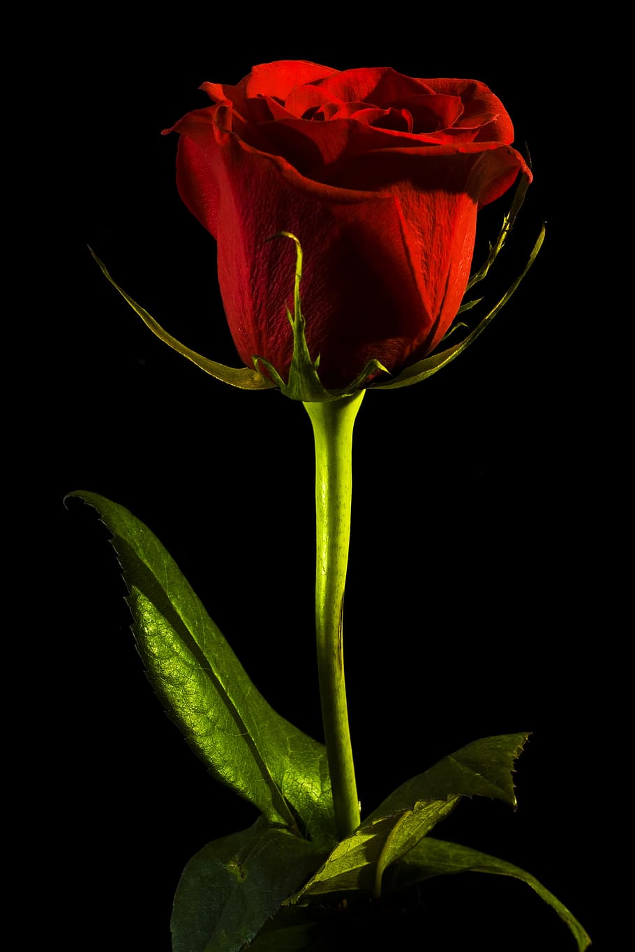 Rose photography black www.sixtakes.comraphy