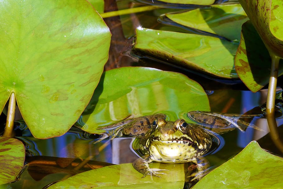 northern, green, frog, sunning, water, water lily pad, pad., frog images, frog pictures, frog photos