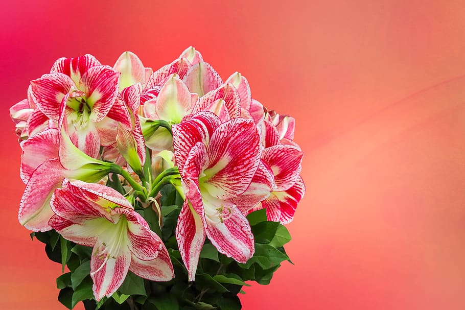 flowers, emotions, mother's day, valentine's day, amaryllis, spring, greeting card, floral greeting, birthday, blossom