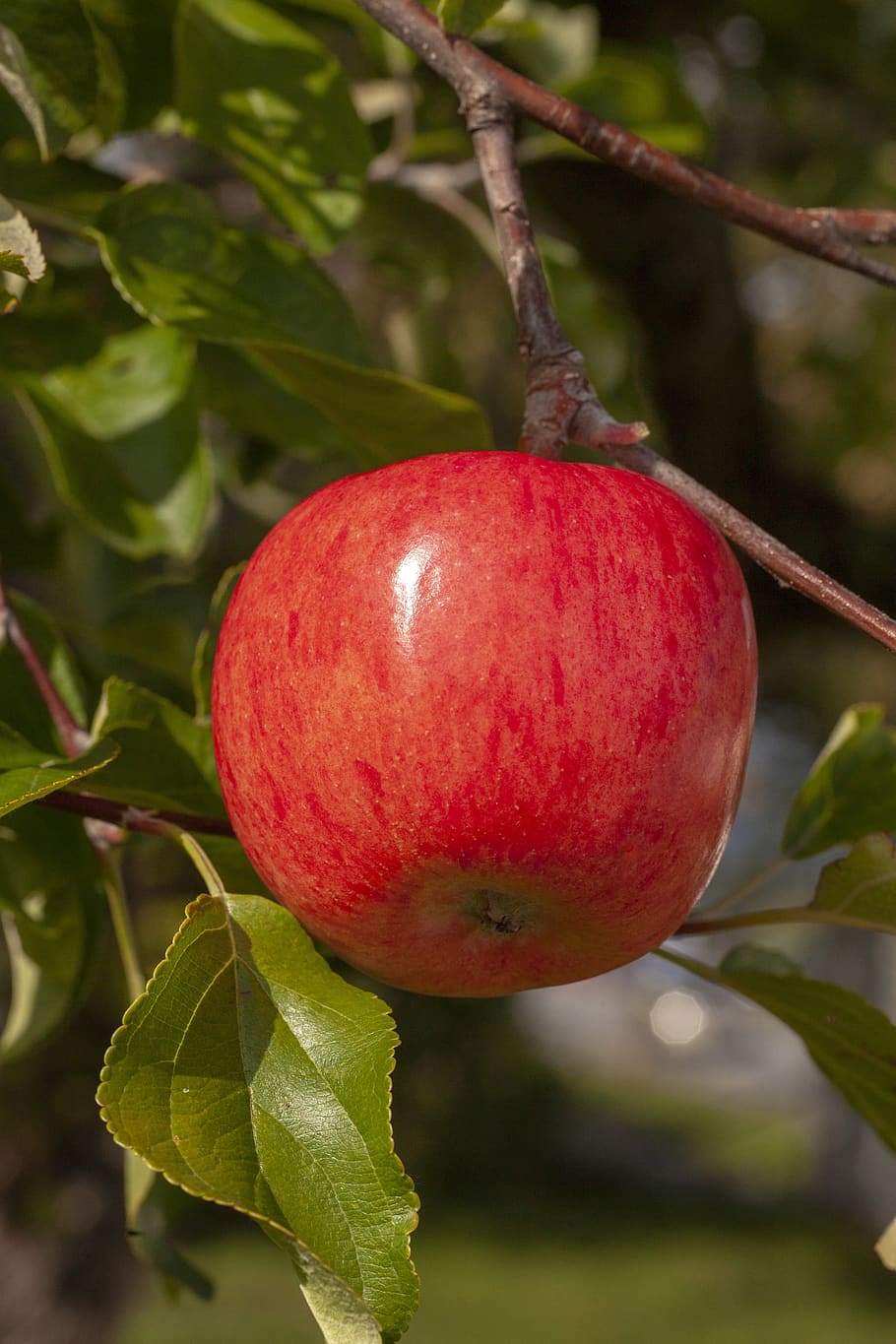 red, apple, fruit, garden, fresh, delicious, ripe, nature, autumn, colourful