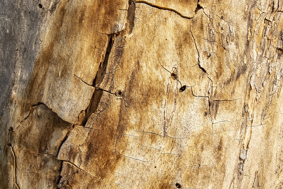 textura, árvore, madeira, natureza, tronco, rachado, padrão, verde, registro, placas