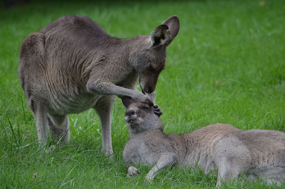 kangaroo, care, cleaning, ear, parent, mother, baby, offspring, parenthood, wildlife