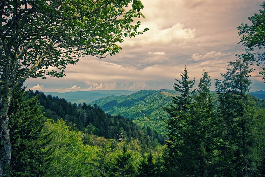 forest, view, landscape, nature, trees, mood, sky, panorama, distant view, idyllic