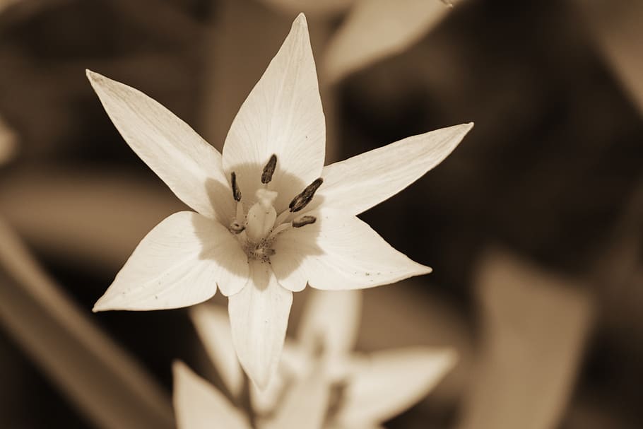 tulipán de linux, tulipán salvaje, tulipa turkestanica, flor, blanco, sepia, estambres, flora, sello, jardín