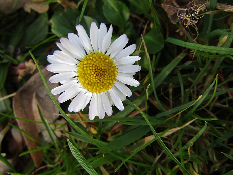 marie flower, daisy, small, blossom, bloom, white, joy, sun, unimpressive, plant