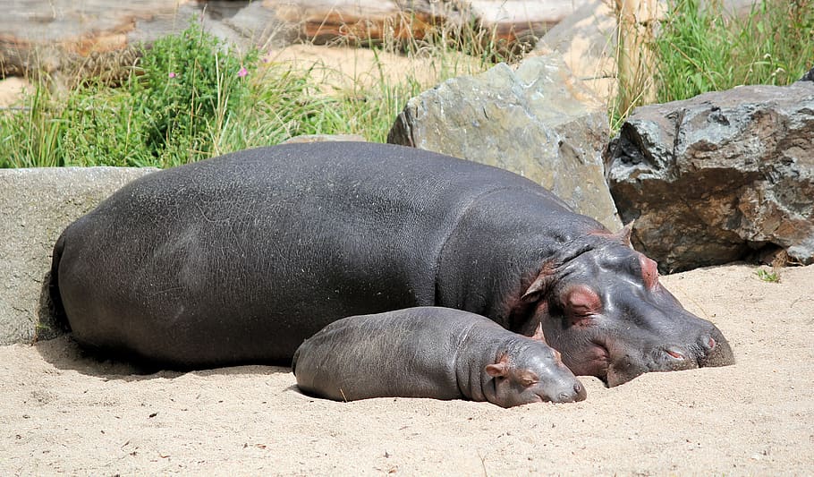 hipopótamos, cachorros, madre, paquidermo, un par de, descansando, acostado, latente, zoológico, animal