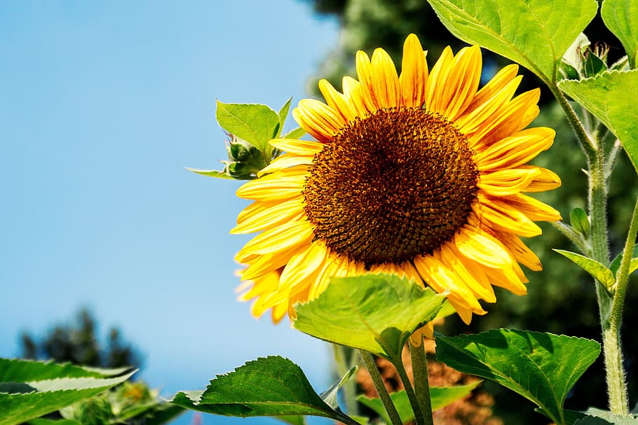 garden, sunflowers, summer., detail, sunflower, flower, plant, flowering plant, flower head, growth
