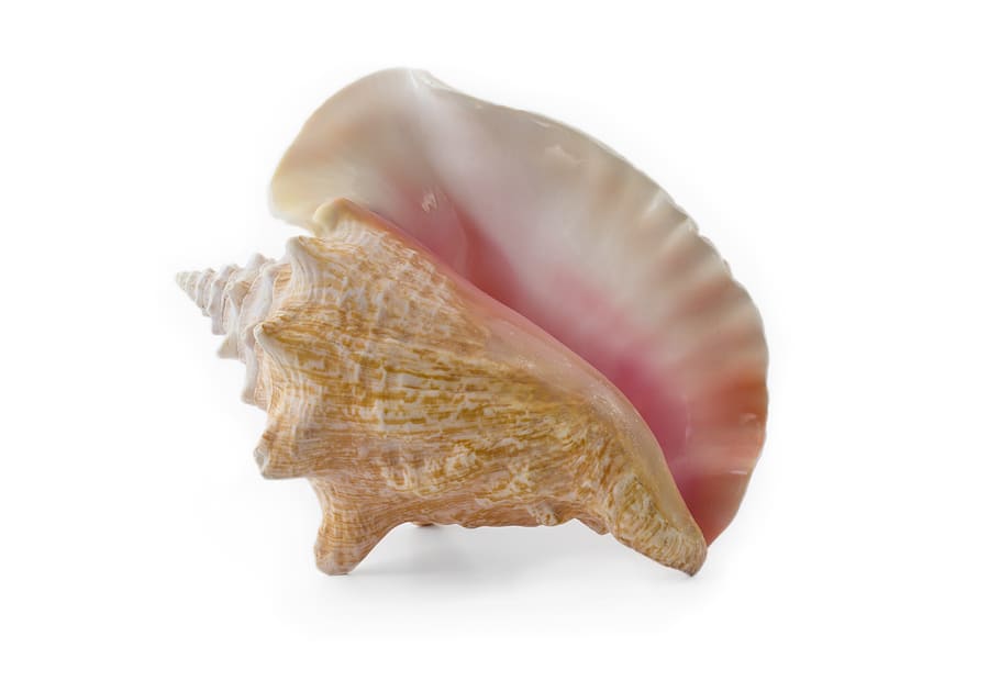 conch, shell, seashell, beach, coastal, vacation, conch shell, nature, simple, isolated image