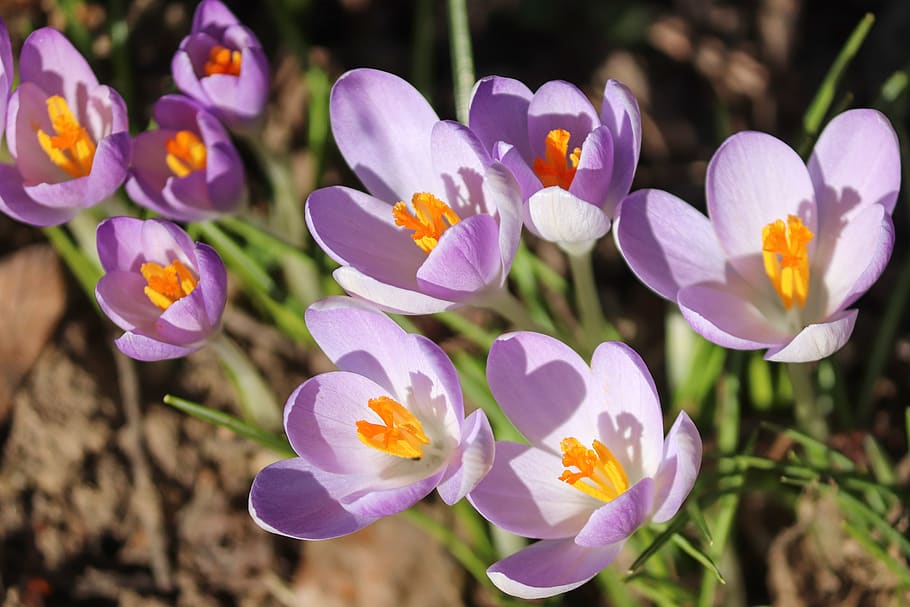 açafrão, primavera, início precoce, violeta, jardim, campo, flores, ao ar livre, close-up, açafrão da primavera