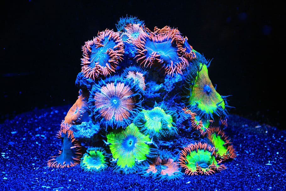 coral, sea water aquarium, aquarium, soft corals, neon, seawater, underwater, tropical, animals in the wild, sea