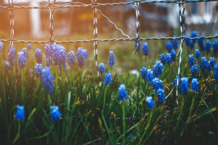 biru, bunga liar, pagar, alam, bunga, rumput, hijau, matahari, suar, tanaman
