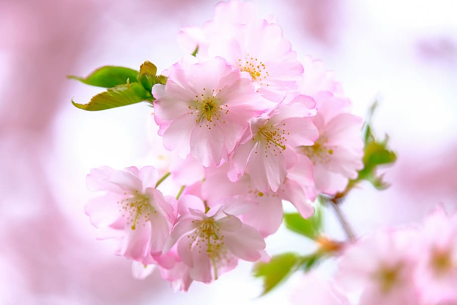 flores de cerejeira, natureza, primavera, flor, rosa, ramo, concurso, o mensageiro da primavera, planta de florescência, cor rosa