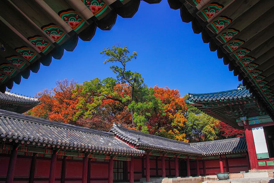 changdeokgung, secret garden, forbidden city, republic of korea, traditional, palaces, seoul, korean, autumn, changgyeonggung