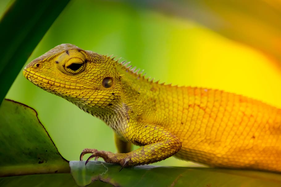 chameleon, background, isolated, green, animal, nature, white, lizard, plant, reptile