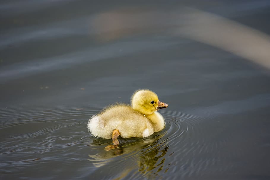 bird, duck, little, animal, nature, plumage, water, mallard, lake, cute