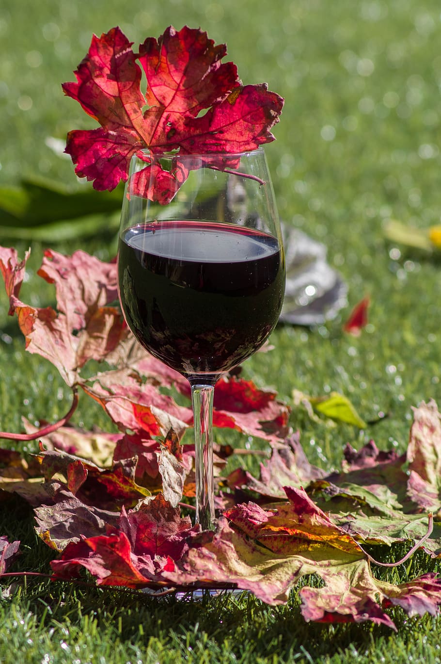 glass of wine, alcohol, vine leaf, fall, wine, wineglass, glass, drink, food and drink, red wine