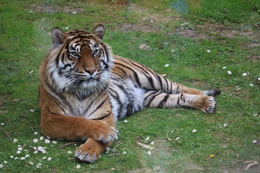 tiger, zoo, predator, nature, cat, carnivore, mammals, dangerous, jungle, safari