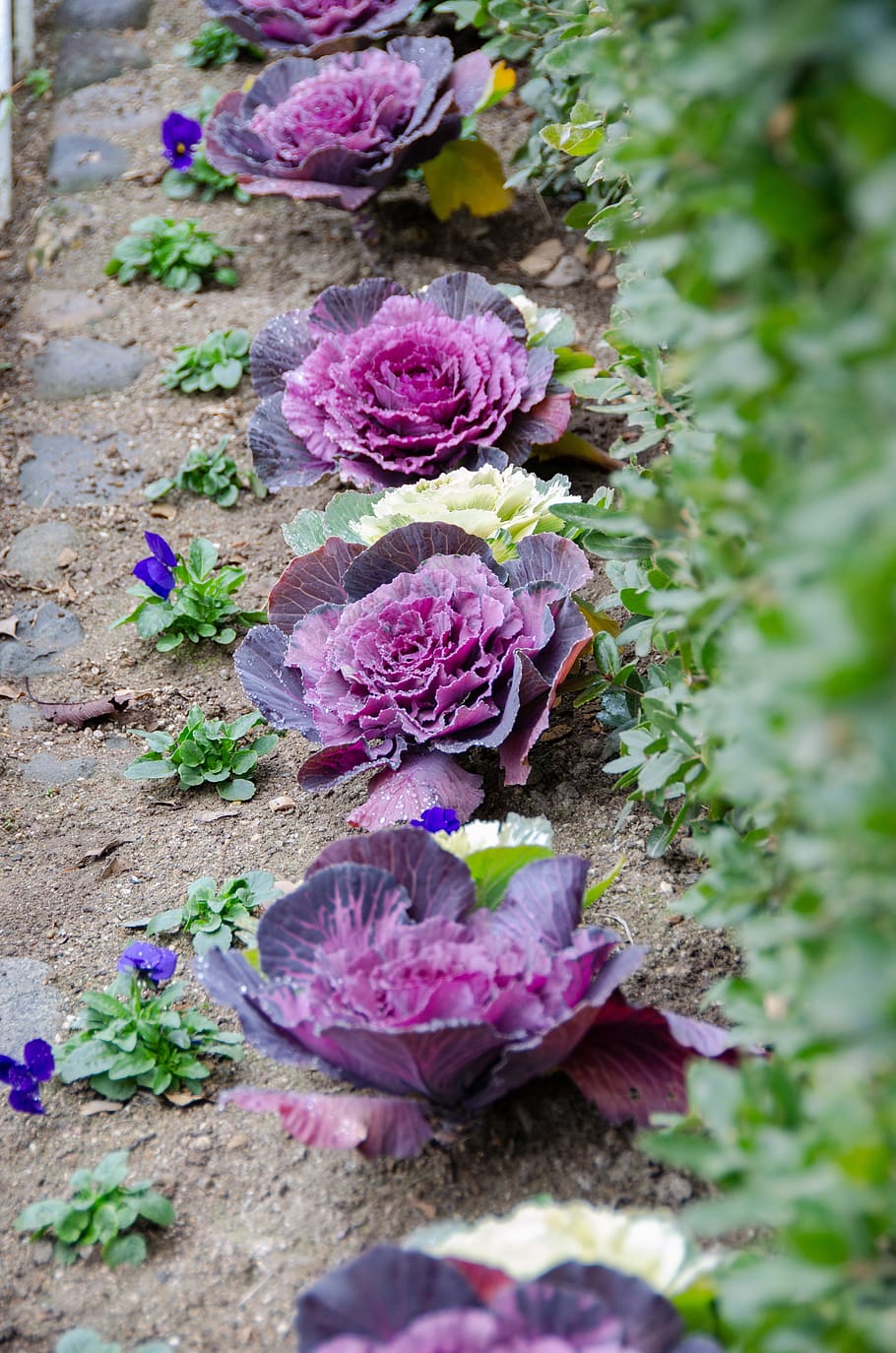 ornamental cabbage, flowering cabbage, plant, leaf, purple, decoration, nature, garden, cabbage, kale