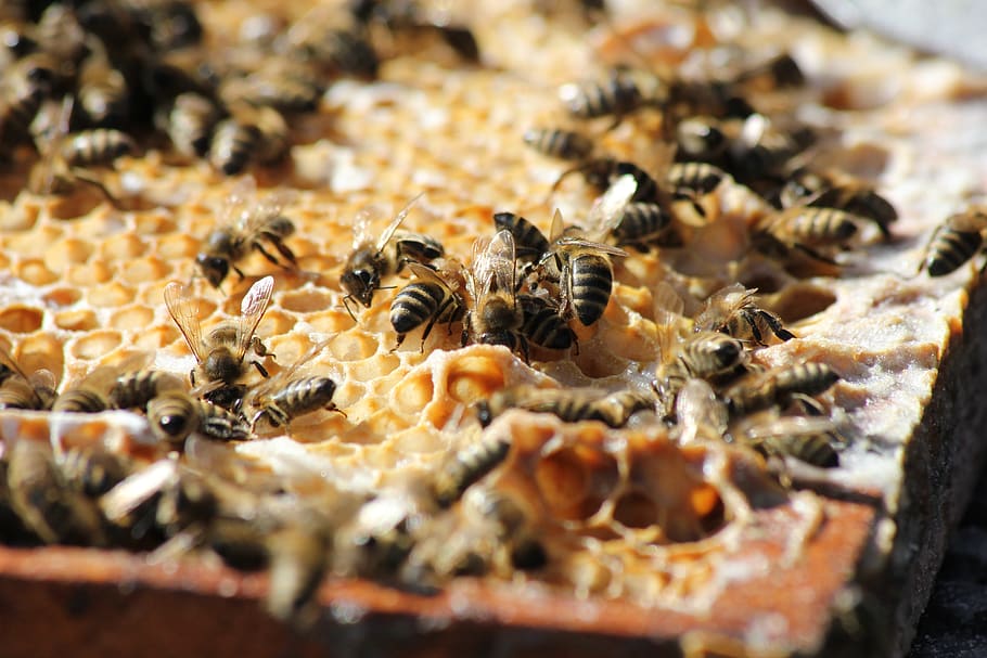 lebah, madu, musim panas, perlebahan lebah, serbuk sari, sarang lebah, merapatkan, produksi madu, rumah lebah, pemeliharaan lebah
