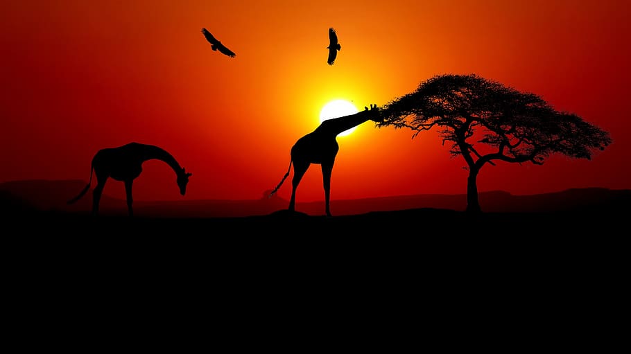 puesta de sol, jirafa, áfrica, naturaleza, cielo, sabana, animales, árboles, escénica, comer