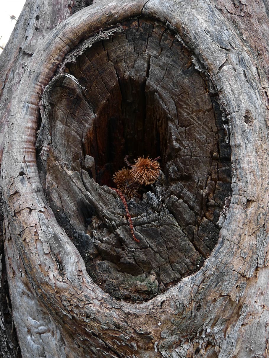 tree, wood, eye, brown, chestnut, textured, day, hole, pattern, tree trunk