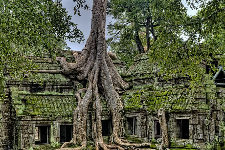 antigo, angkor, templos de angkor wat, budismo, camboja, colher, religião, religioso, raiz, ruína