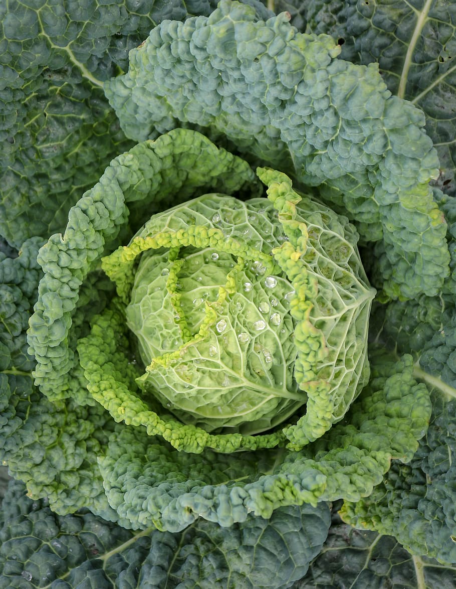 vegetables, savoy, food, agriculture, vegan, nutrition, winter vegetables, bio, savoy cabbage, green