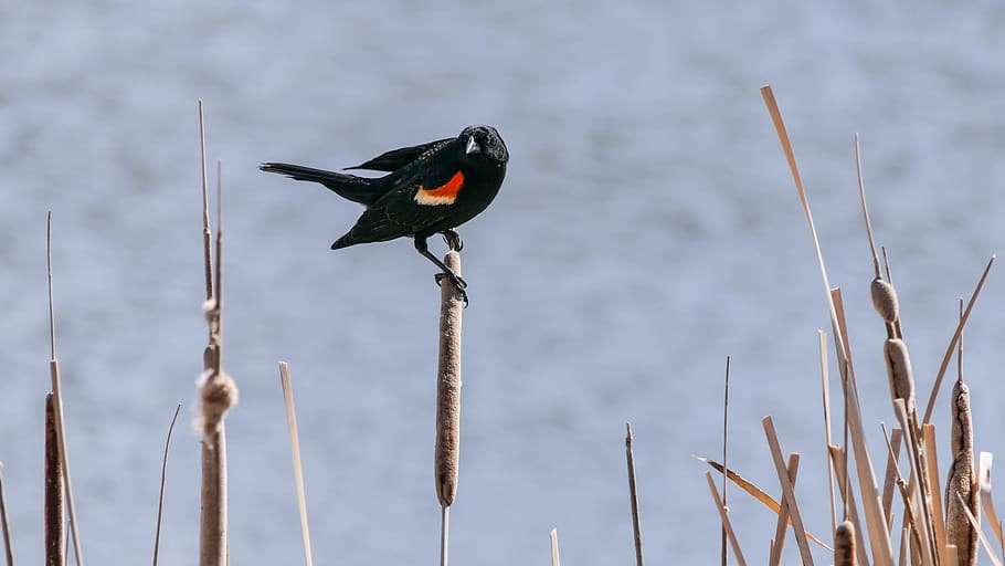 red wind blackbird, redwing, bird, feather, water, marsh, cattails, animal, animal themes, animal wildlife