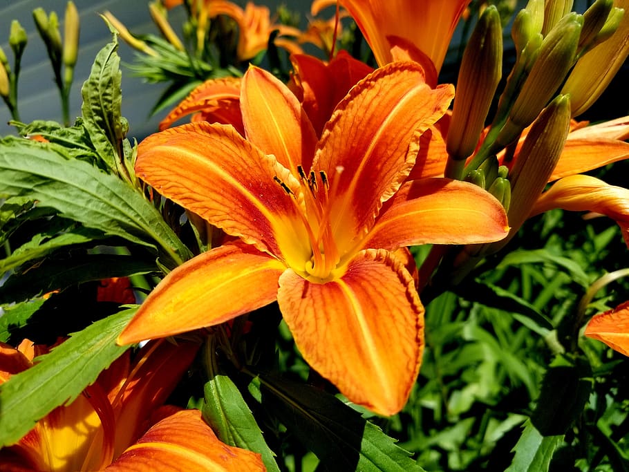 tiger lily, lily, orange, flower, blossom, pedal, garden, close up, bloom, flowering plant